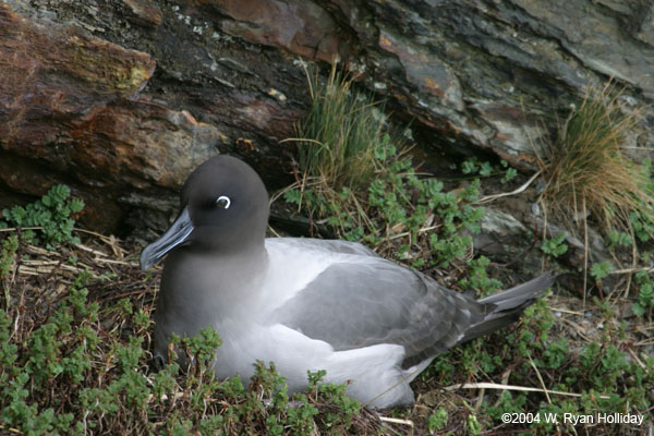 Light-Mantled Sooty Albatross