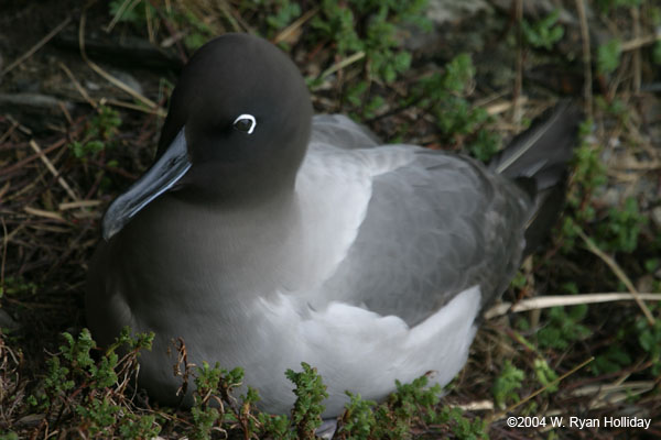 Light-Mantled Sooty Albatross