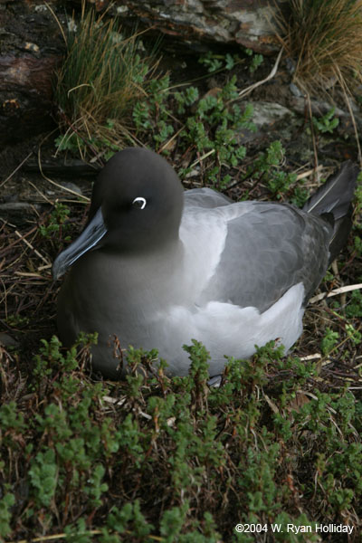 Light-Mantled Sooty Albatross