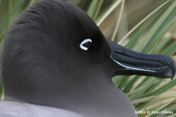 Light-Mantled Sooty Albatross