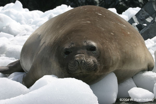 Elephant Seal