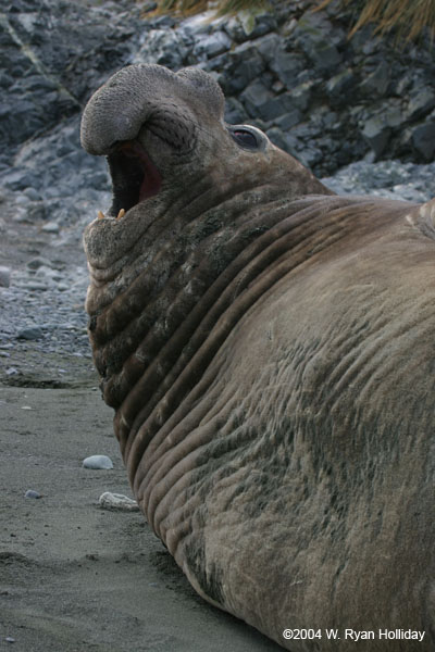 Elephant Seal Bull