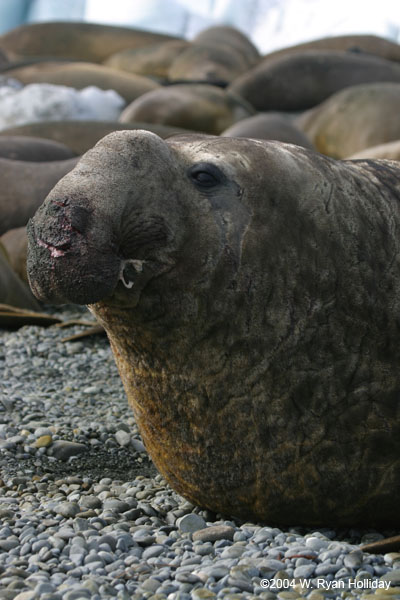 Elephant Seal Bull