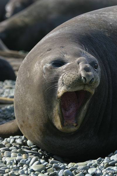 Elephant Seal