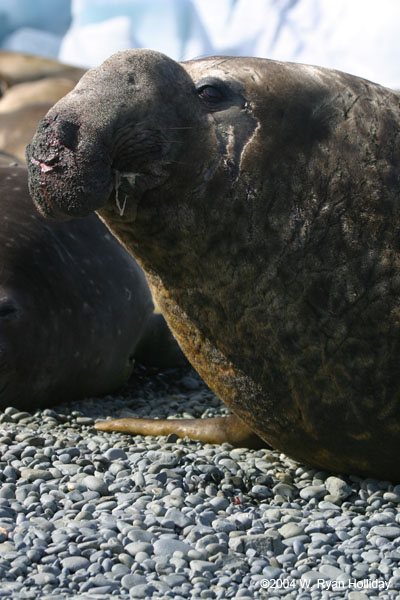 Elephant Seal Bull