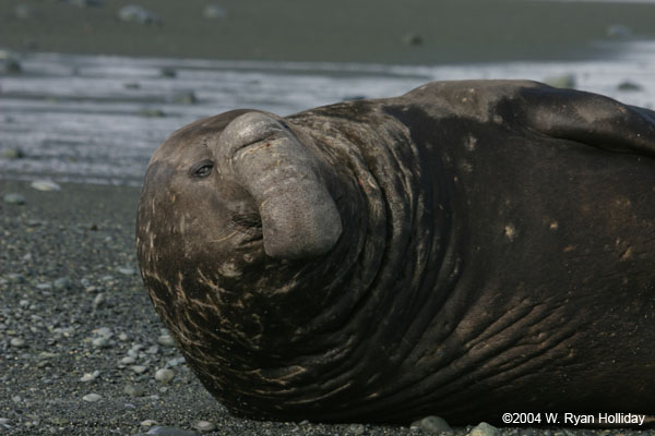 Elephant Seal Bull