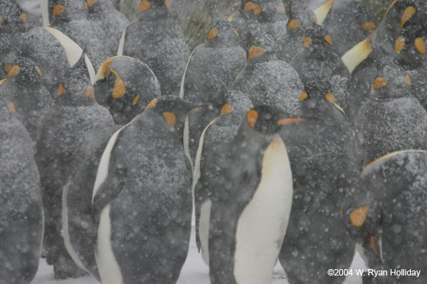 King Penguins