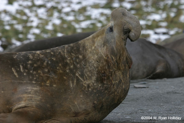 Elephant Seal Bull