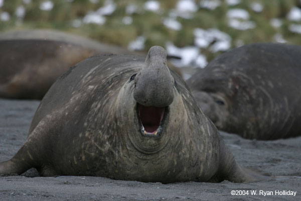 Elephant Seal Bull