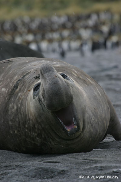 Elephant Seal Bull