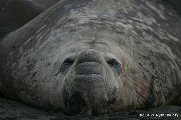 Elephant Seal Bull