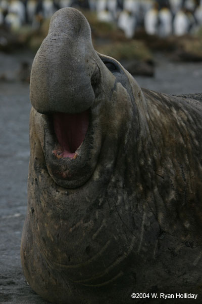 Elephant Seal Bull