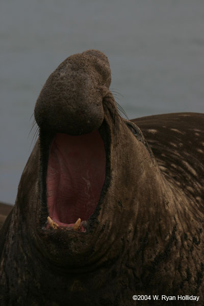 Elephant Seal Bull