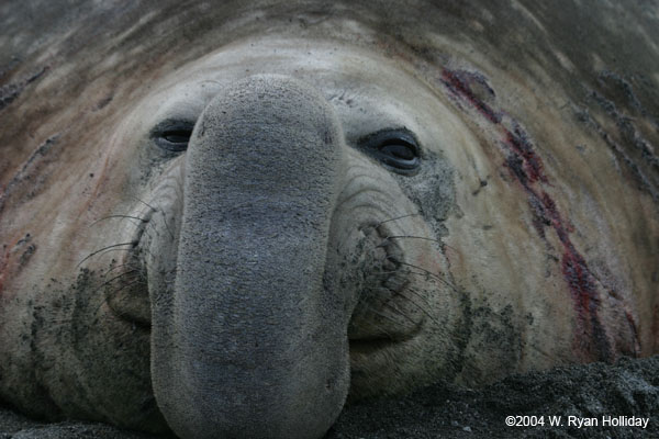 Elephant Seal Bull