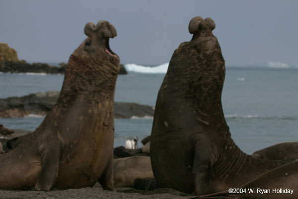 Elephant Seal Bulls Fighting