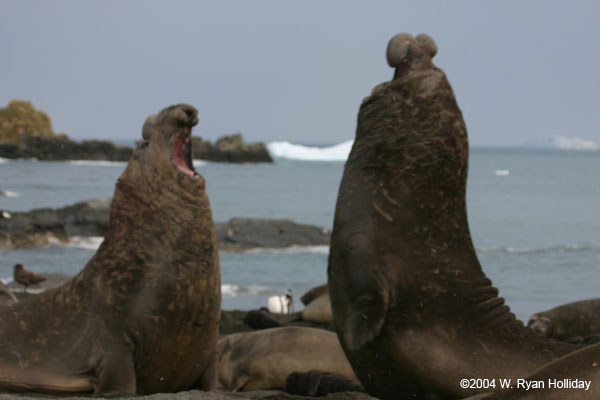 Elephant Seal Bulls Fighting