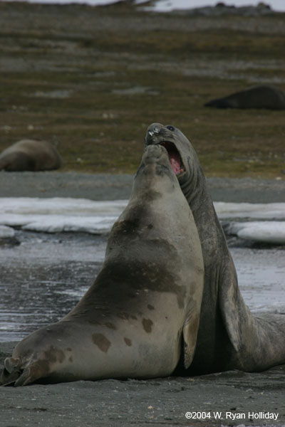 Young Elephant Seals Mock-Fighting