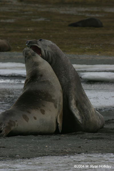 Young Elephant Seals Mock-Fighting