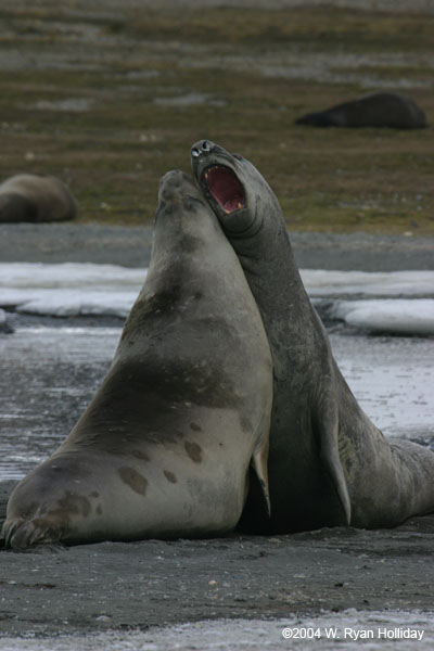 Young Elephant Seals Mock-Fighting