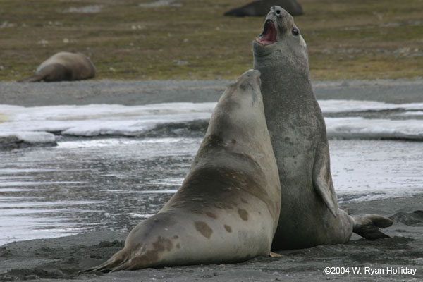 Young Elephant Seals Mock-Fighting