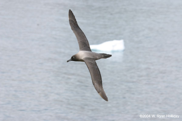 Light-Mantled Sooty Albatross