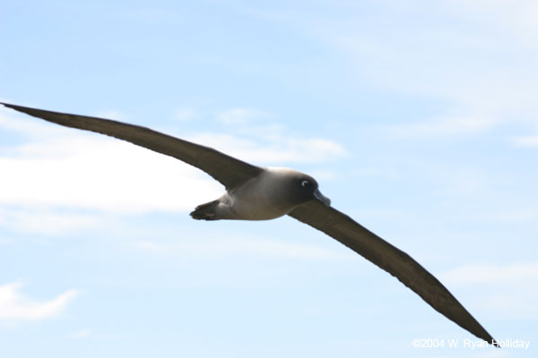 Light-Mantled Sooty Albatross