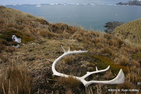 Reindeer Antler