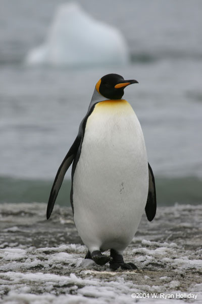 King Penguin