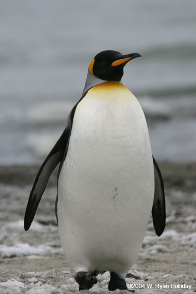 King Penguin