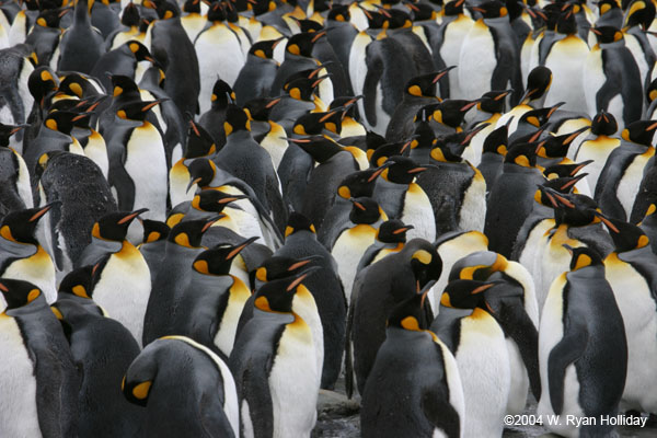 King Penguins