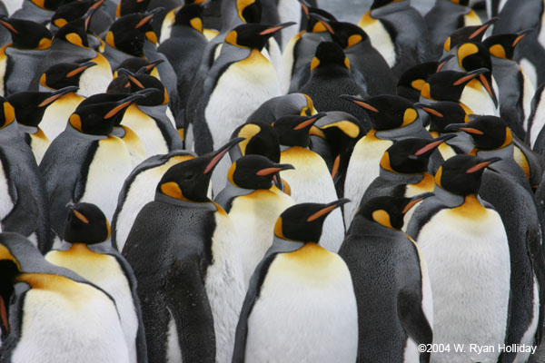 King Penguins