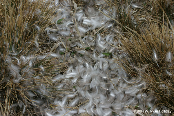 King Penguin Feathers