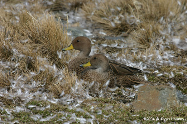 Brown Pintails