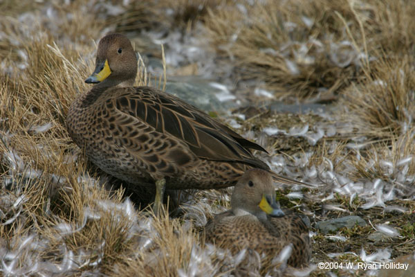 Brown Pintail