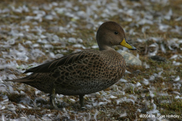 Brown Pintail