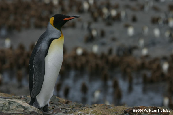 King Penguin