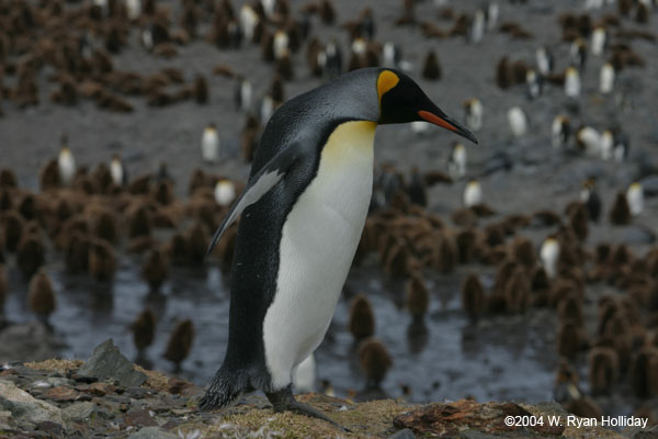 King Penguin