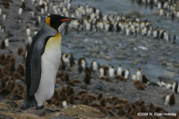 King Penguin