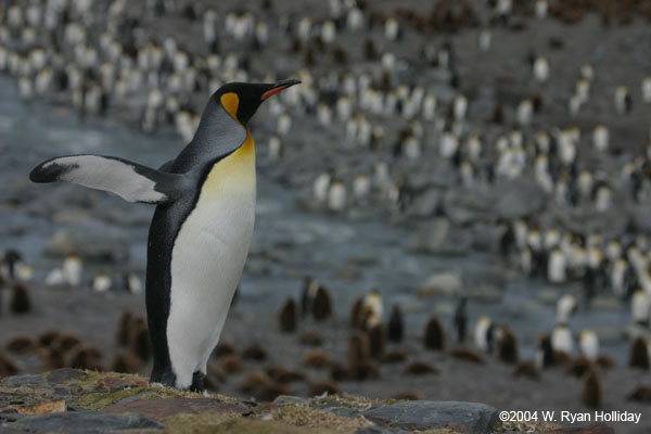 King Penguin