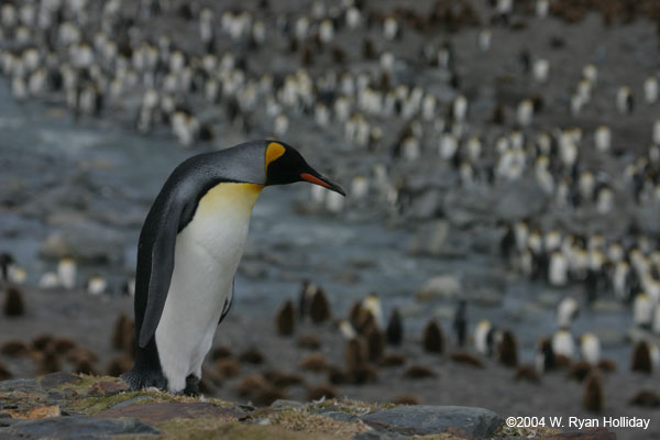 King Penguin