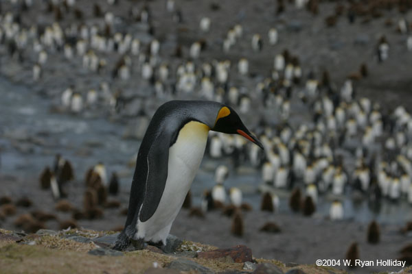 King Penguin