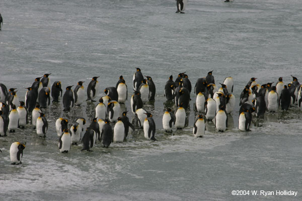 King Penguins