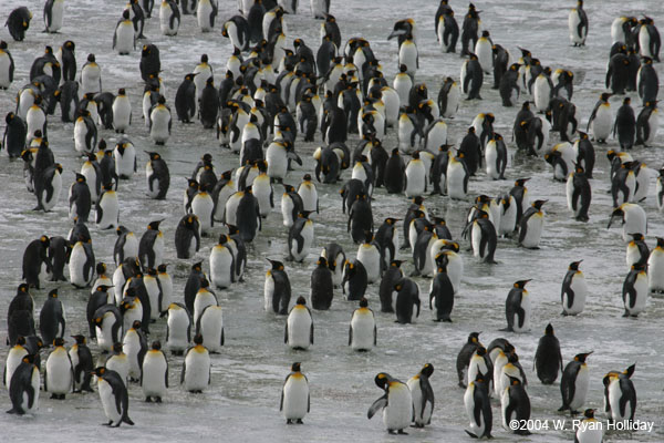 King Penguins