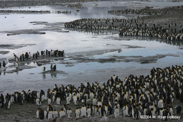 King Penguins