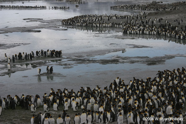 King Penguins