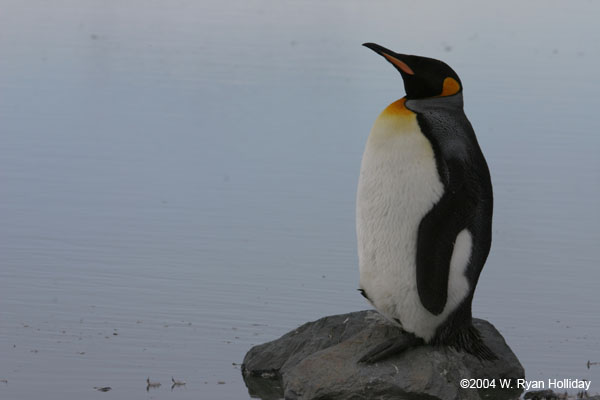 King Penguin