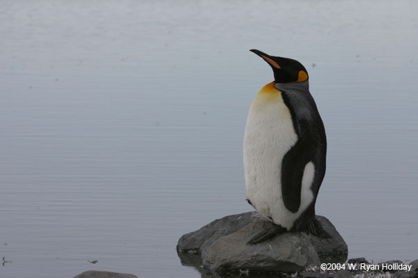 King Penguin