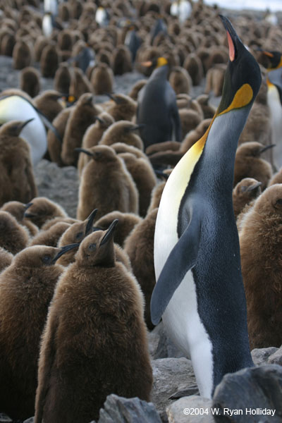 King Penguin and Chick