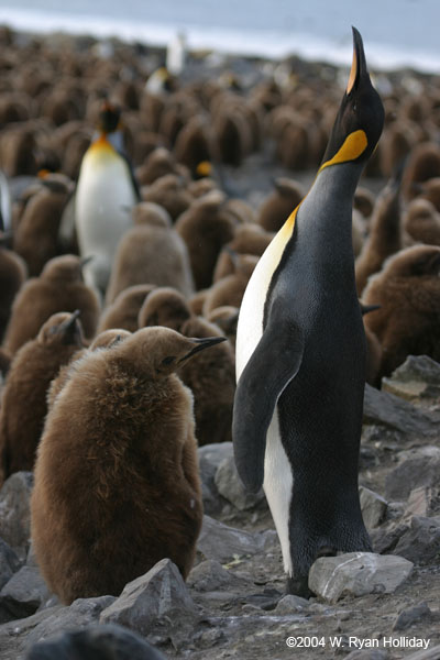 King Penguin and Chick