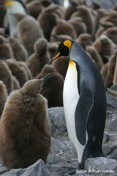 King Penguin and Chick